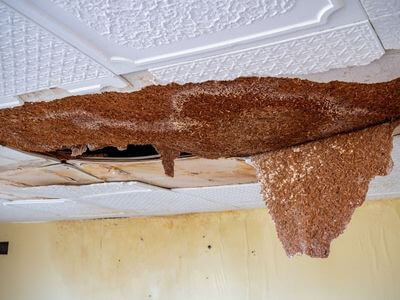 Professional water damage restoration services in Bromley - First Call Restoration